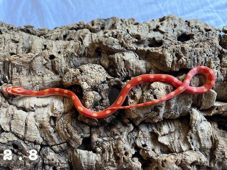 Pantherophis Guttatus Korenslang, Dieren en Toebehoren, Reptielen en Amfibieën, Slang, 0 tot 2 jaar