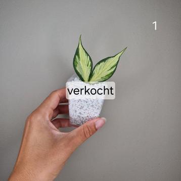 Hoya Polyneura Inner Variegated  beschikbaar voor biedingen