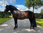 Brave 6-jarige ruin C-pony, Dieren en Toebehoren, Pony's, Ruin, Zadelmak, 3 tot 6 jaar, C pony (1.27m tot 1.37m)