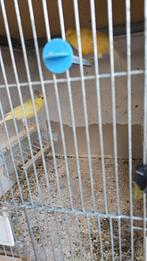 twee vrouwtjes en één mannetje kanaries, Dieren en Toebehoren, Vogels | Overige Vogels, Meerdere dieren