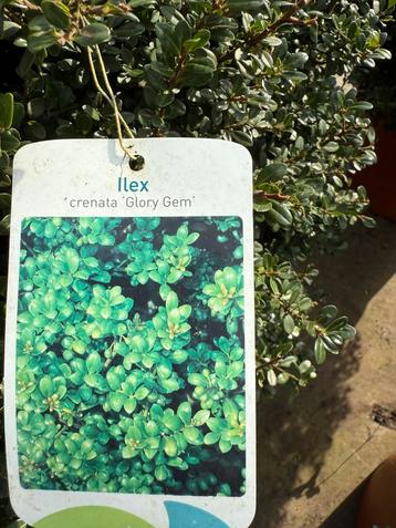 Nieuw ilex crenata bol glory gem 80cm  dat is pas mooi beschikbaar voor biedingen
