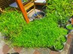 50 stuks parapluplant sterke kweek paraplu plant, Ophalen, Nieuw, Groen