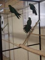 3 koningsparkieten 2025, Dieren en Toebehoren, Vogels | Parkieten en Papegaaien, Meerdere dieren, Parkiet, Geringd