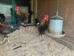 Leghorn Patrijs, Mannelijk, Kip