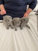 Britse Korthaar Zoekt Nieuw Thuis, Dieren en Toebehoren, Katten en Kittens | Raskatten | Korthaar, Geslacht onbekend, Ontwormd
