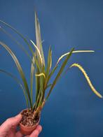 Orchidee Dendrochilum javieri p7 (3)