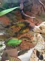 TROPHEUS MOORII KAMBWIMBA "RED RAINBOW", Dieren en Toebehoren, Vissen | Aquariumvissen, Vis, Zoetwatervis, Schoolvis