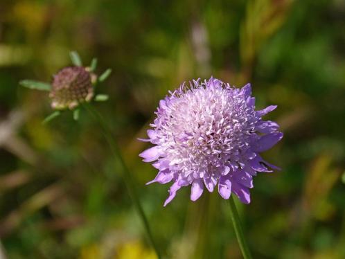 Bio zaden Duifkruid - Scabiosa columbaria, Tuin en Terras, Bloembollen en Zaden, Zaad, Voorjaar, Volle zon, Verzenden