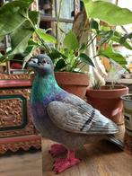 Een duivenbeeld van polystone..stadsduif/holenduif.., Ophalen