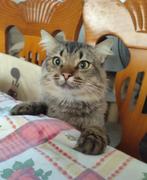 Jarela, Lauren, Turkse Angora, 06/04/2024, Dieren en Toebehoren, Kater, Langharig, 0 tot 2 jaar