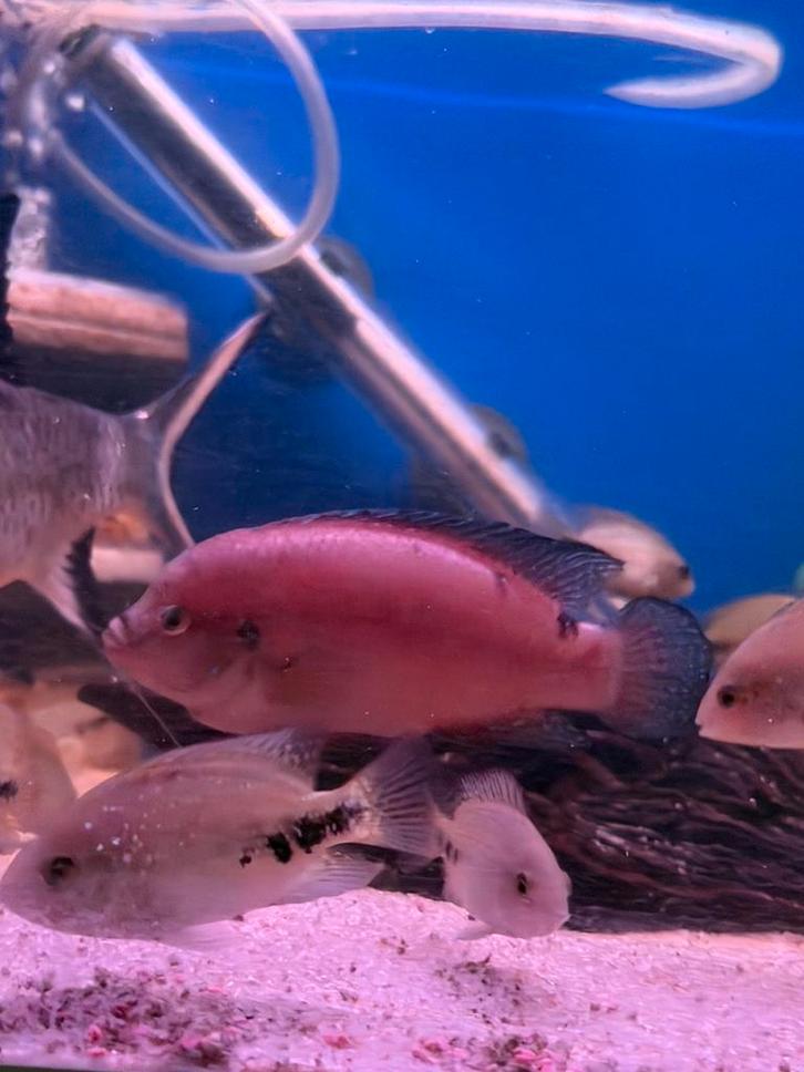 Cichliden, Dieren en Toebehoren, Vissen | Aquariumvissen, Vis