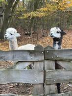 Twee alpaca hengsten, Dieren en Toebehoren, Januari, Mannelijk