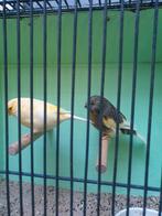 Glosters, Dieren en Toebehoren, Vogels | Kanaries, Meerdere dieren, Postuurkanarie