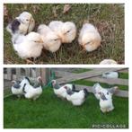 13 wyandotte kriel kuikens in de kleur zwartwit ook wel geno, Dieren en Toebehoren, Pluimvee, Geslacht onbekend, Kip