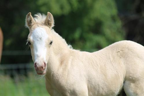 Prachtig palomino hengstveulen welshA, Dieren en Toebehoren, Pony's, Hengst, Onbeleerd, Recreatiepony, 0 tot 2 jaar, Met stamboom