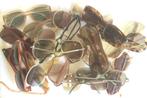 Diverse Vintage 60's,70's, 80's Dames Zonnebrillen. 10 Euro, Sieraden, Tassen en Uiterlijk, Zonnebrillen en Brillen | Dames, Overige merken