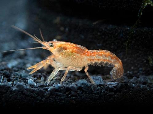 Kweekgroepje 3 cpo dwergkreeft man vrouw vrouw onverwant, Dieren en Toebehoren, Vissen | Aquariumvissen, Vis