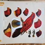 Papegaaien, Papegaai. R.R.P. van der Mark, Dieren en Toebehoren, Vogels | Parkieten en Papegaaien