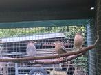 Pagode spreeuwen, Dieren en Toebehoren, Meerdere dieren