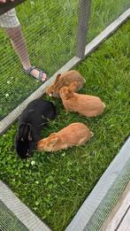 Jonge konijnen Thrianta/Tan, Dieren en Toebehoren, Konijnen, Mannelijk, Middelgroot, 0 tot 2 jaar