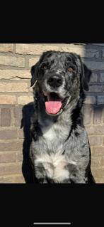 Gezocht honden oppas opvang hond hondenoppas pension, Ophalen