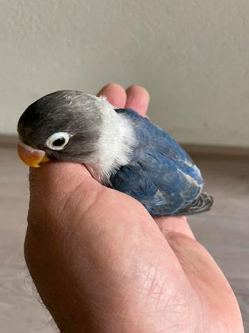Super Lieve Gezonde Gand Tamme Agapornis Dwergpapegaai beschikbaar voor biedingen