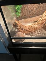 Bardagaan met terrarium, Dieren en Toebehoren, Reptielen en Amfibieën | Toebehoren, Ophalen of Verzenden, Zo goed als nieuw