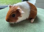 Lief beertje Freek, Dieren en Toebehoren, September, Mannelijk, Cavia