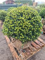 Ilex Crenata Convexa bolvormen in alle maten, Tuin en Terras, Planten | Struiken en Hagen, Ophalen of Verzenden, Overige soorten