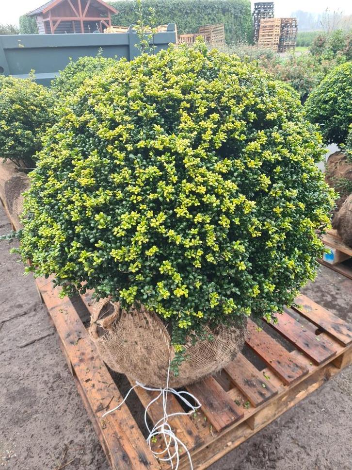 Ilex Crenata Convexa bolvormen in alle maten, Tuin en Terras, Planten | Struiken en Hagen, Struik, Overige soorten, Minder dan 100 cm