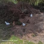 Leghorn, Dieren en Toebehoren, Pluimvee