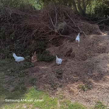 Leghorn  beschikbaar voor biedingen