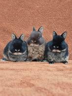 Jonge kleurdwergjes zwart otter choco otter mini klein tam, Dieren en Toebehoren, Konijnen, Meerdere dieren, Dwerg, 0 tot 2 jaar