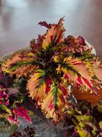 Siernetel coleus stekjes, Ophalen of Verzenden, Halfschaduw, Minder dan 100 cm
