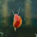 Gezonde Posthoorn Slakken, Slak of Weekdier