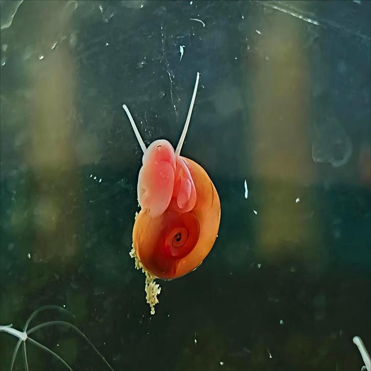 Gezonde Posthoorn Slakken, Dieren en Toebehoren, Vissen | Aquariumvissen, Slak of Weekdier