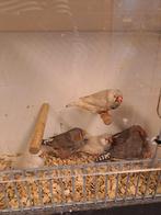 Zebravinken, Dieren en Toebehoren, Vogels | Overige Vogels, Meerdere dieren