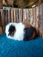 Ch teddy cavia's, Mannelijk, Cavia, Na 1 juli 2024, Tam