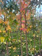 Liquidambar. Ginkgo. Elzen. Berken .lariks., Overige soorten, Herfst, Ophalen of Verzenden