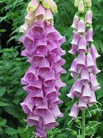 Zaden Digitalis purpurea, Verzenden, Voorjaar, Volle zon, Zaad
