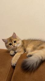 Britse langhaar katertje, Dieren en Toebehoren, Kater, Ontwormd, 0 tot 2 jaar