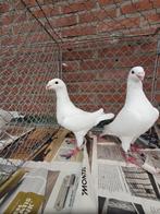 Nederlandse schoonheids postduiven wit en ice, Dieren en Toebehoren, Vogels | Duiven, Meerdere dieren, Postduif