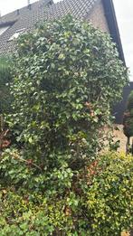 Camelia donker roze gratis, Ophalen, Volle zon, Overige soorten, 100 tot 250 cm