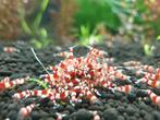 Crystal red garnalen / Pure Red Line / Caridina cantonensis, Dieren en Toebehoren, Kreeft, Krab of Garnaal, Zoetwatervis, Schoolvis