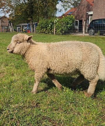 Gezocht Southdown schapen. beschikbaar voor biedingen