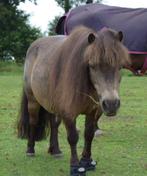 Gezocht: Arco Boy v.d. kleine houtweg, Dieren en Toebehoren, Paarden en Pony's | Overige Paardenspullen, Ophalen, Overige soorten