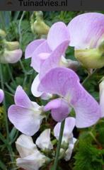 Siererwt zaden/Geurerwt zaden, Tuin en Terras, Ophalen of Verzenden, Voorjaar, Volle zon, Zaad