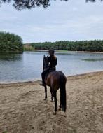 Stoere lieve ruin van toto’s design us, Met stamboom, Ruin, Dressuurpaard, 3 tot 6 jaar