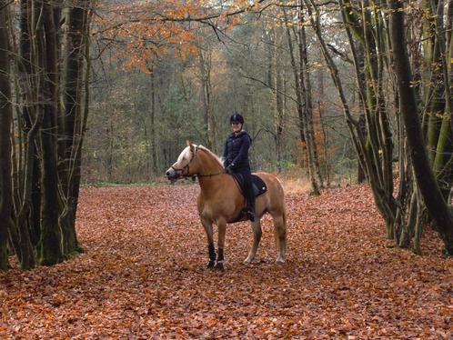 Lease pony/paard gezocht/ bijrijder aangeboden, Dieren en Toebehoren, Paarden en Pony's | Verzorgingsproducten, Zo goed als nieuw