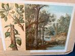 2 Oude Schoolplaten: Natuur en Geschiedenis, Ophalen of Verzenden, Natuur en Biologie